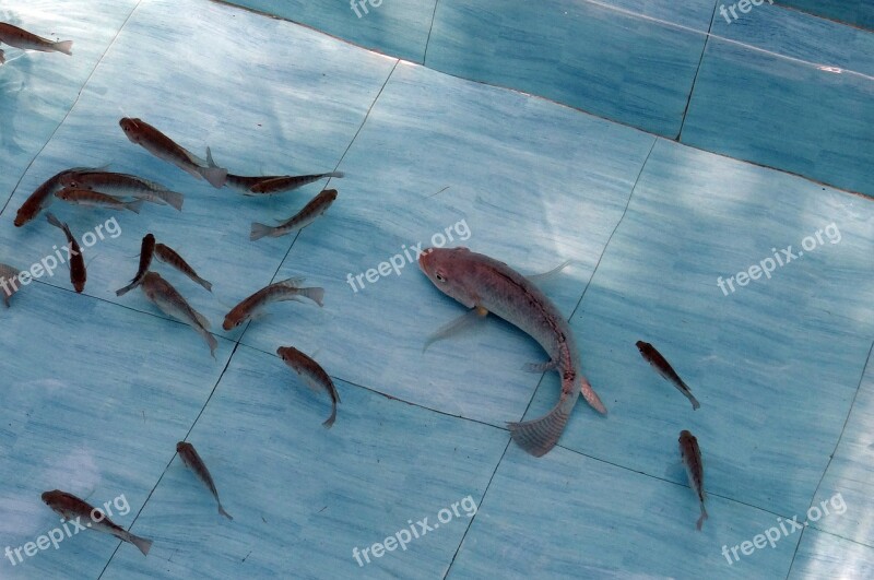 Tilapia Fish Freshwater Fauna Aquatic