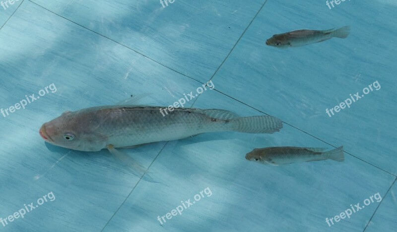 Tilapia Fish Pond Fauna Fresh Water