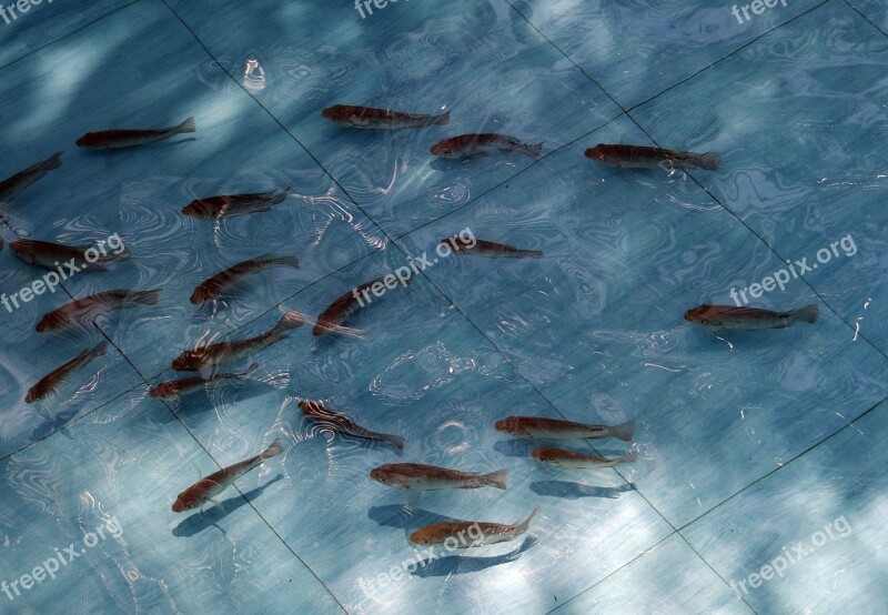 Tilapia Fish Fingerlings Pond Fauna