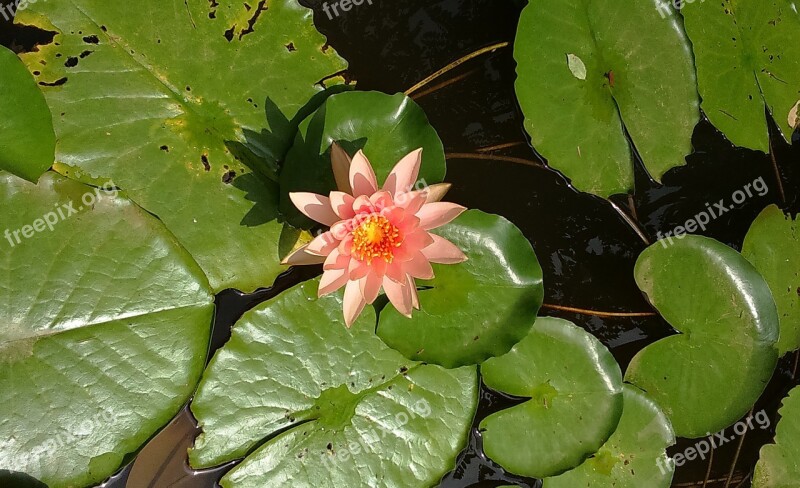 Water Lily Lily Nymphaea Peach Glow Flower