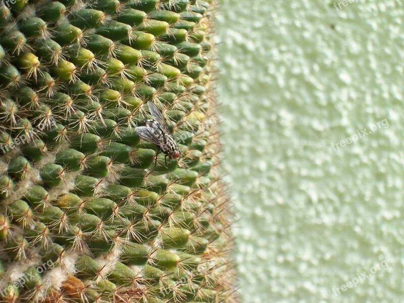 Fly Cactus Green Insect Spines