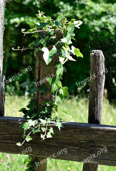 Fence Wood Fence Overgrown Old Ivy