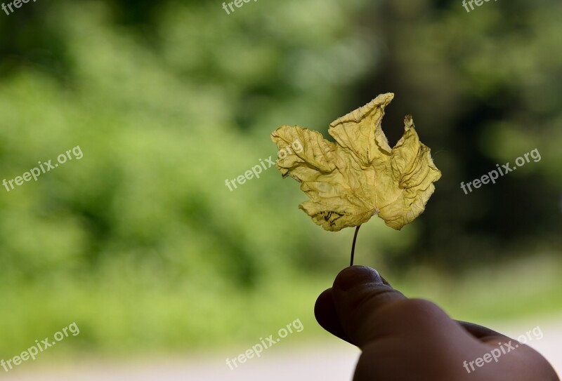 Hand Leaf Keep Finger Nature