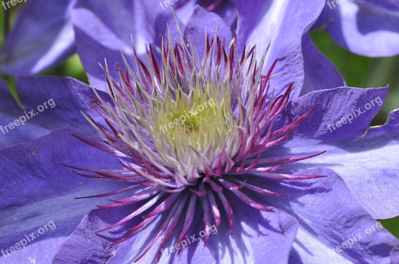 Clematis Blossom Bloom Climber Plant Garden Plant