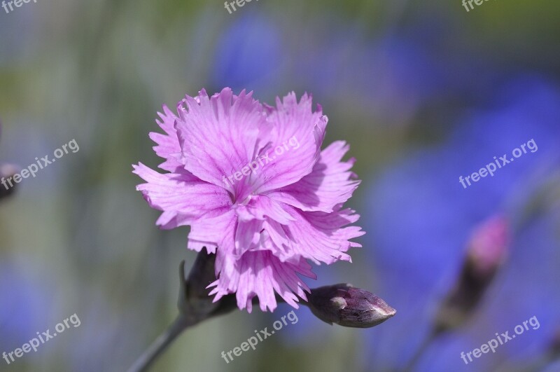 Carnation Flower Plant Blossom Bloom