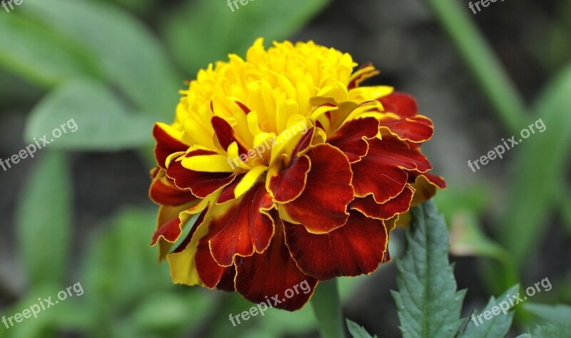 Carnation Plant Flower Blossom Bloom