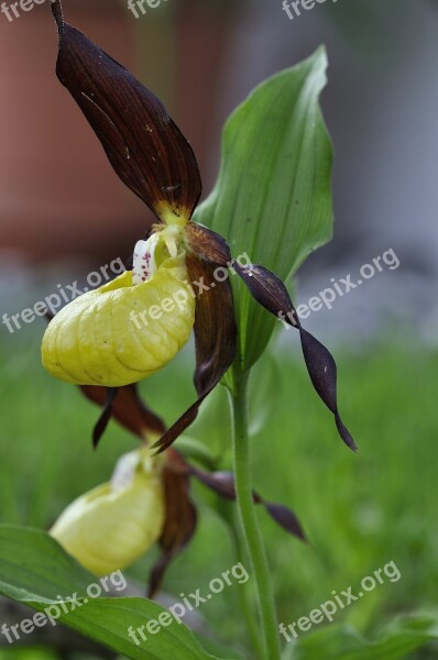 Frauenschuh Orchid Flower Flower Wild Flower Blossom