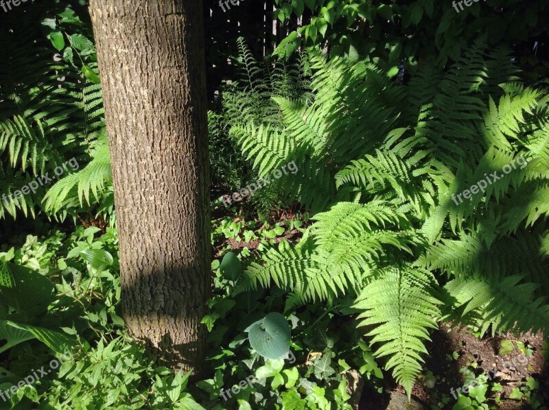 Fern Garden Nature Plant Tree