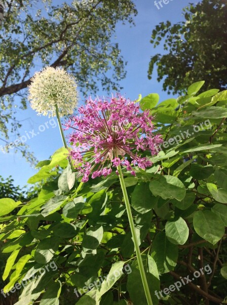 Ball Leek Allium Leek Plant Nature