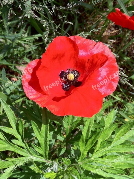 Poppy Poppy Flower Klatschmohn Red Green