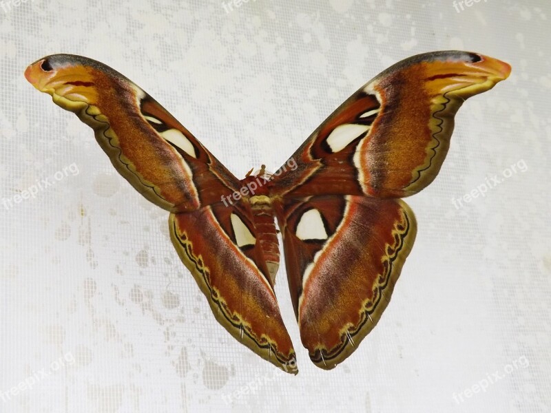 Butterfly Attacus Atlas Night The Largest Brown