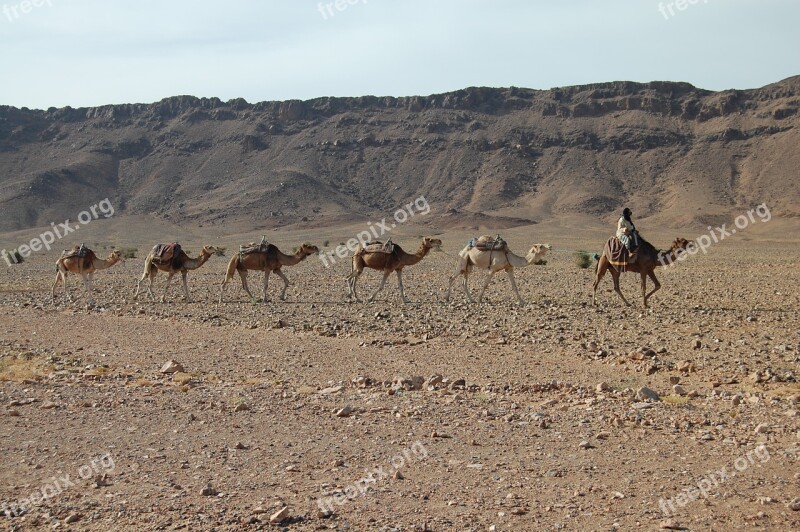 Camels Caravan Desert Adventure Nature