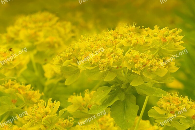 Flowers Sea Of Flowers Yellow Spring Garden