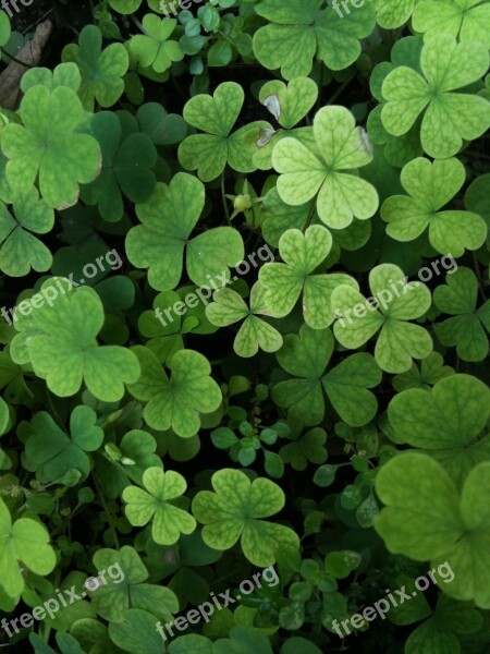 Clover Leaf Green Nature Plant