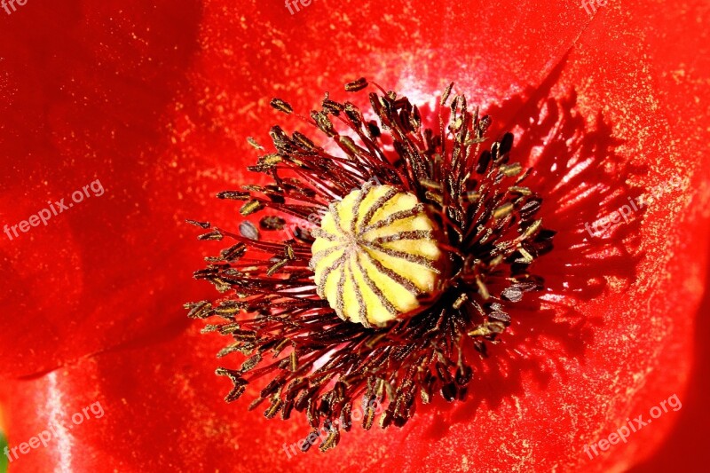 Poppy Red Poppy Flower Close Up Macro