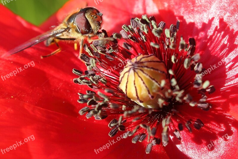 Hoverfly Insect Poppy Klatschmohn Blossom