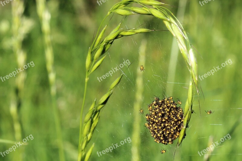 Spin Arachnids Web Cobweb Spider Nest