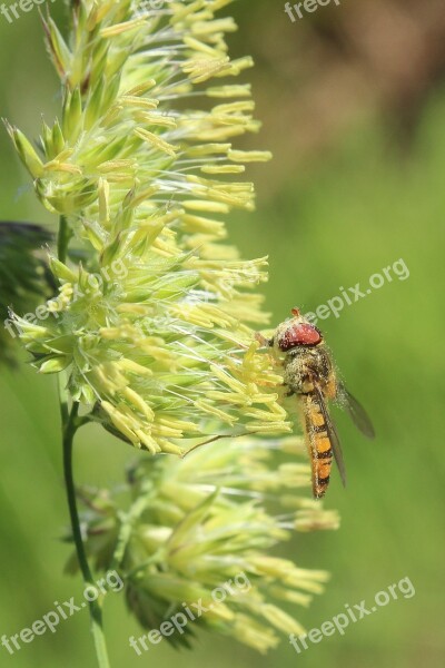 Hoverfly Grass Grasses Insect Macro