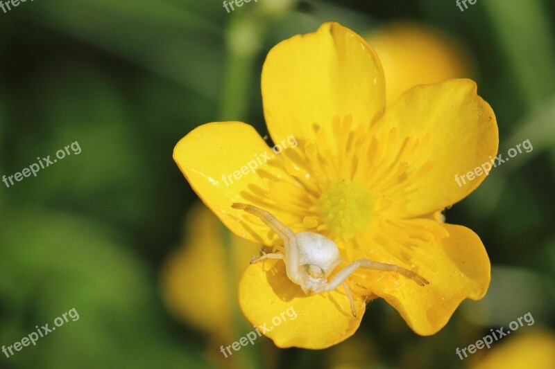 Dorsata Spider White Buttercup Yellow