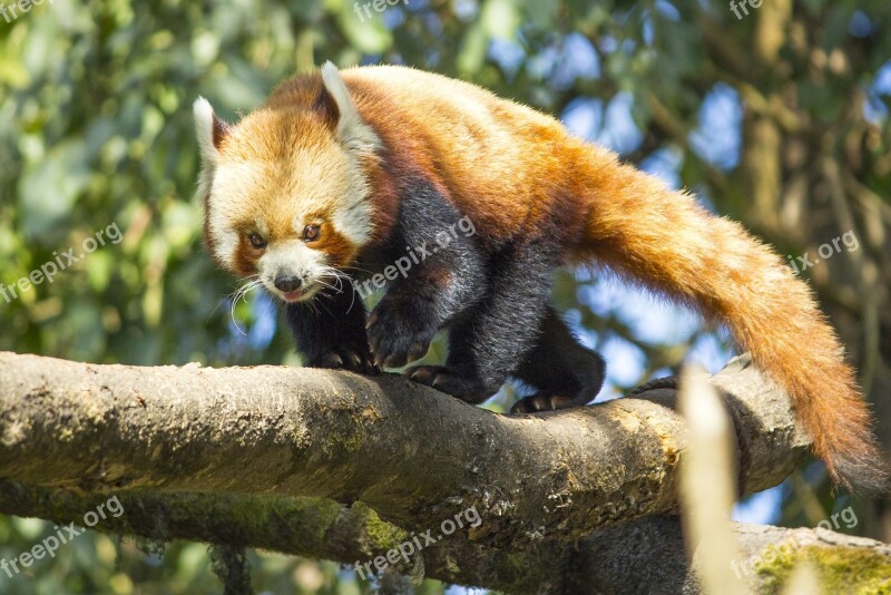 Red Panda Wild Nature Animal Free Photos