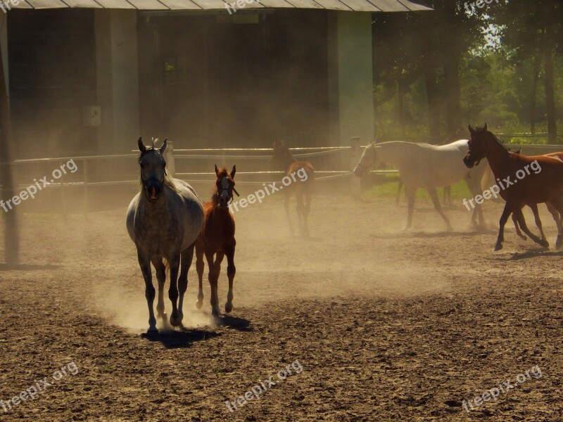 Arabian Horse Janow Podlaski Stud Stocks Horse