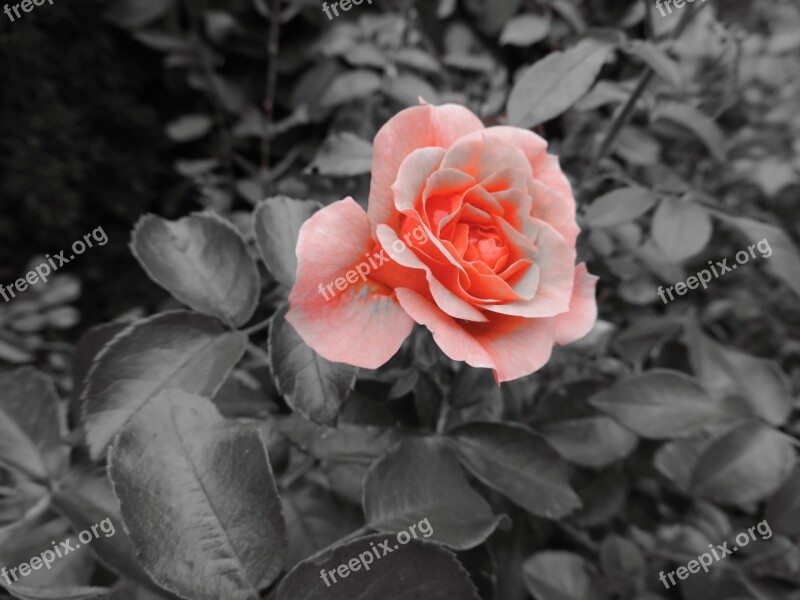 Rose Flower Love Red Rose Rose Bloom