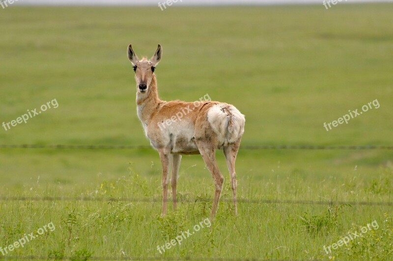 Antelope Wildlife Animal Wild Nature