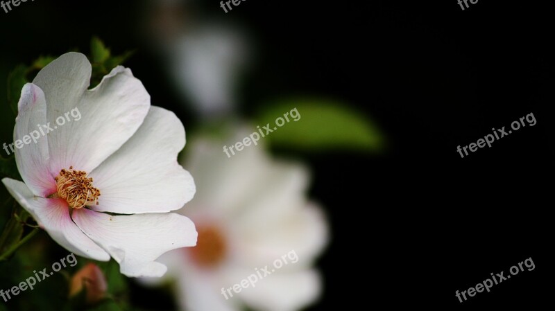 Roses Black Background Purity White Rose Contrast