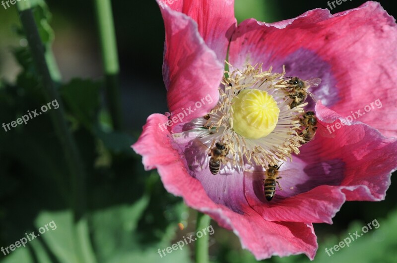 Bees Poppy Collect Pollen Beekeeper Insect