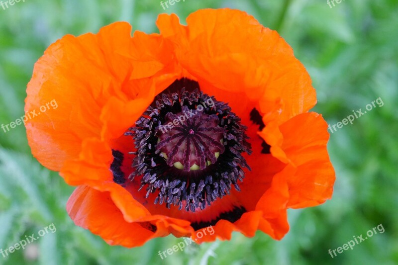 Poppy Flower Blossom Bloom Poppy Flower