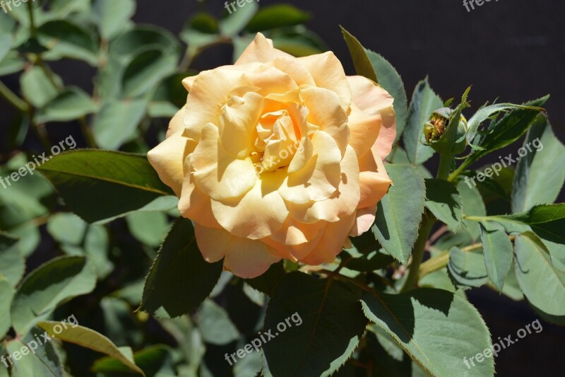 Chris Evert Rose Rose Flower Full Bloom Blossom