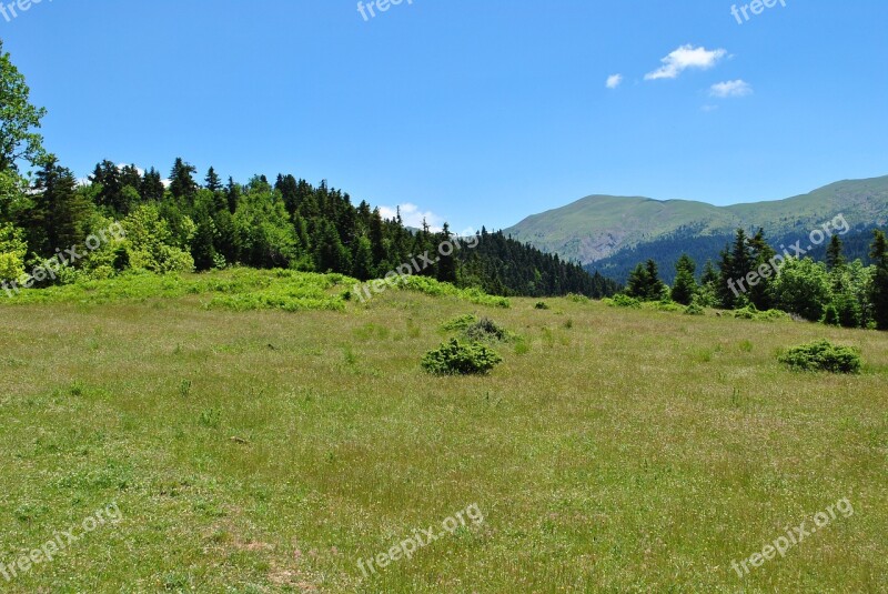 Mountain Forest Firs Kyriakochwri Free Photos