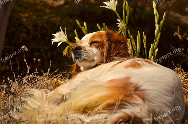 Dog Enjoy Rest Free Photos