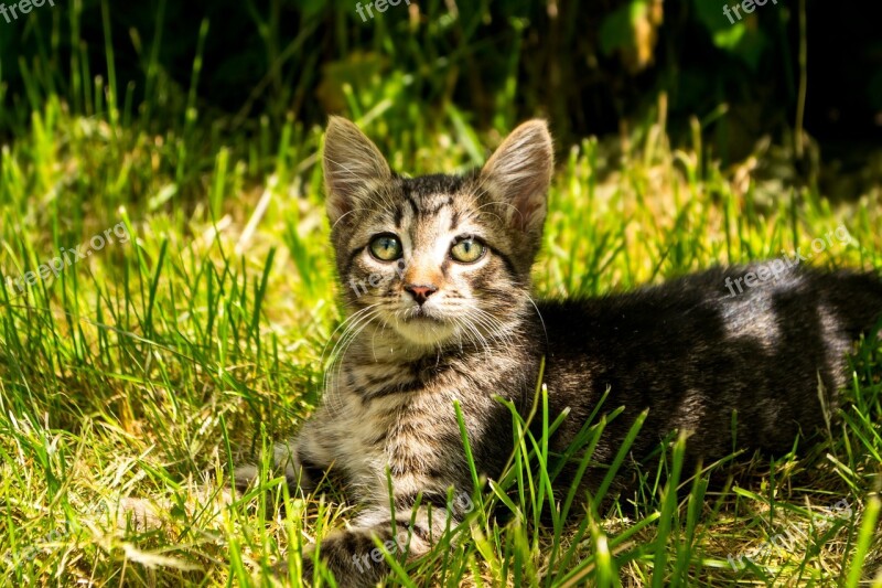 Kitten Animals Striped Free Photos