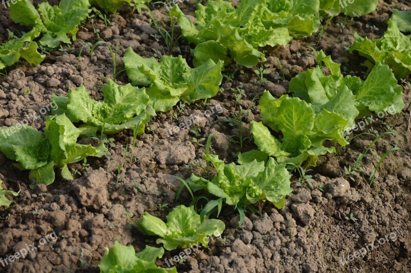 Lettuce Leaves Vegetable Farm Field