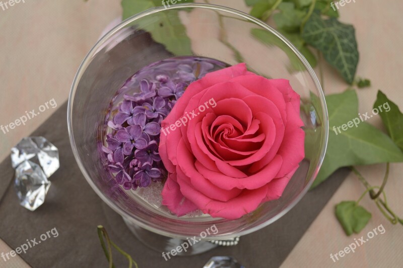 Rose Flowers Pink Purple Blossom