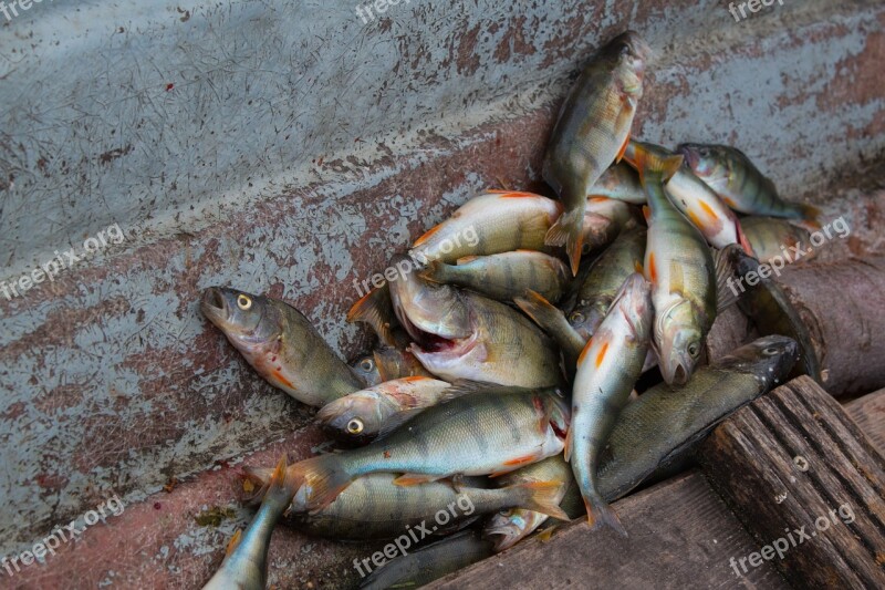 Perch Fish Fishing Fishing Boat Perca Fluviatilis