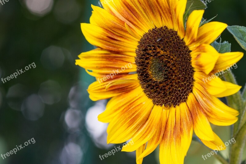 Sunflower Helianthus Annuus Macro Blossom Bloom