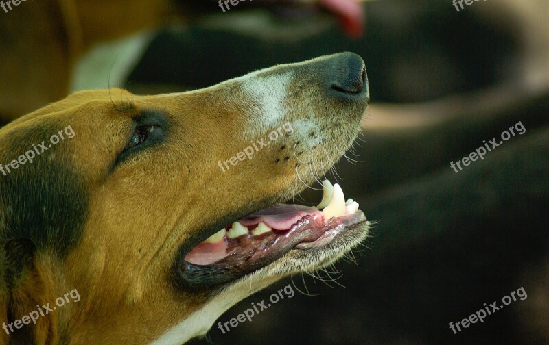 Dog Hunting Dog Crocs Hunting Free Photos