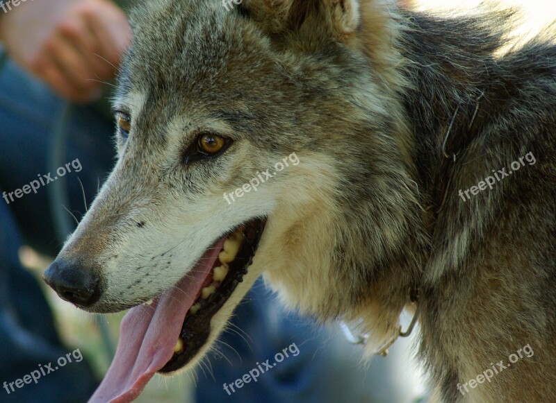 Wolf Tamed Pack Wild Animal Free Photos