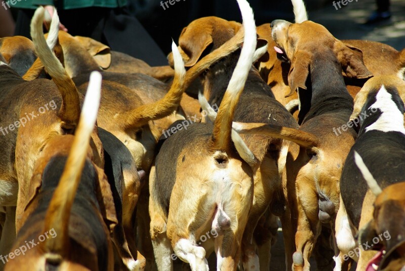 Hunting With Hounds Hunting Dog Pack Hunting Free Photos