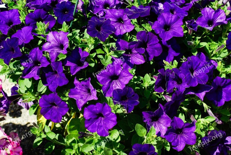 Petunia Flowers Violet Free Photos