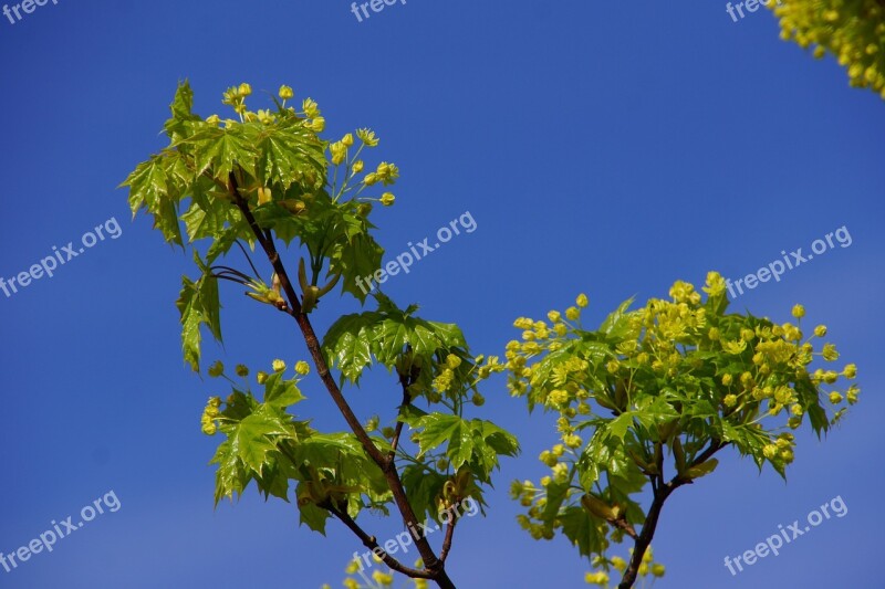 Maple Maple Blossom Deciduous Tree Free Photos