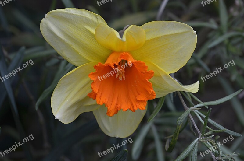 Daffodil Flower Yellow Nature Spring