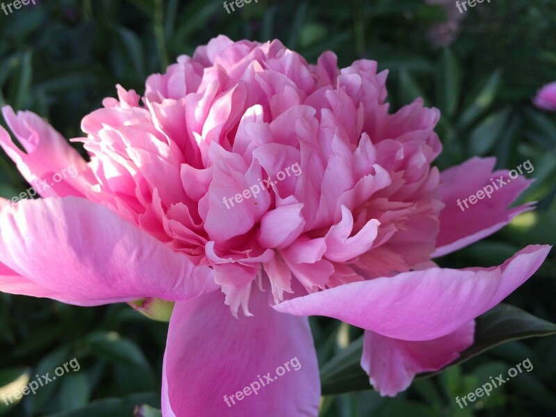 Peony Flower Floral Pink Nature