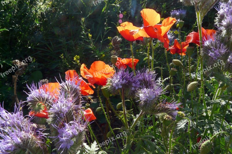 Poppy Red Thistle Violet Blossom