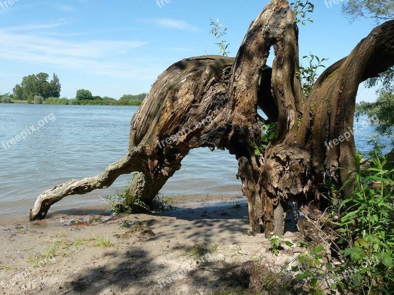 Tree Stump Weathered Baum Tree Tribe Old