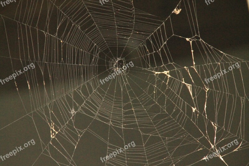 Spider Web Web Spider Spider Web Trap