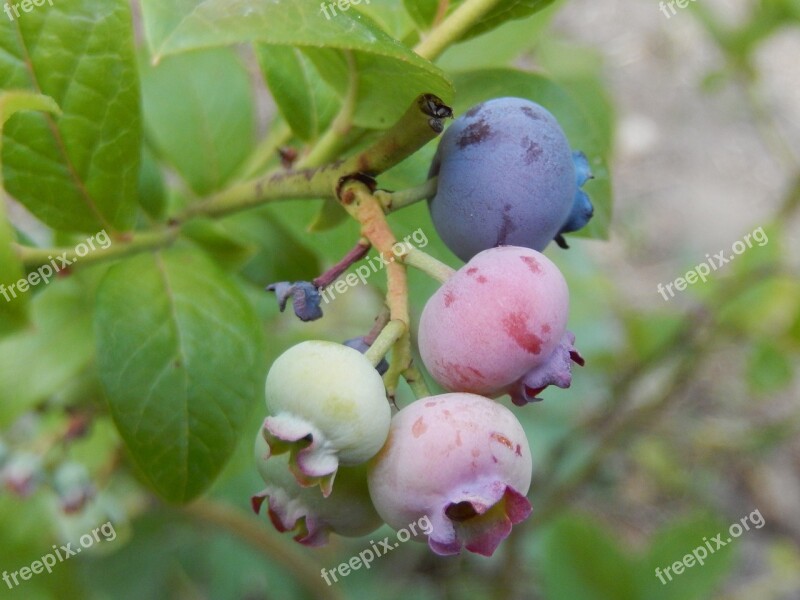 Blueberries Garden Fruit Free Photos