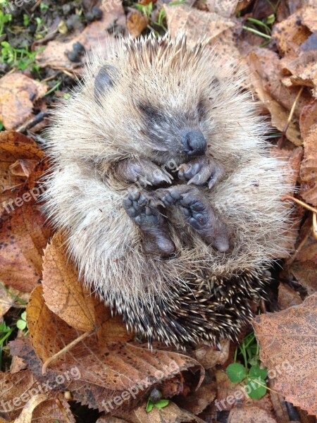 Hedgehog Animal Garden Free Photos